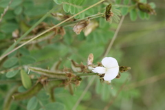 Tephrosia villosa